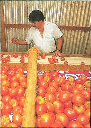 Carlsbad farm worker sorts tomatoes in grower Francisco Valdivia's small, on-site packing house.