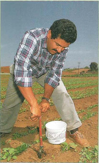 San Diego County Farm Advisor Faustino Muñoz takes a soil sample from the JR Organics farm for a laboratory analysis. Recent seed germination problems may be linked to salt buildup from composted chicken manure; Muñoz has encouraged legume cultivation to diversify the farm's soil fertility program.