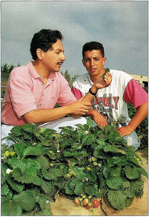 Funded by the California Strawberry Advisory Board, Farm Advisor Valenzuela (left) developed production guidelines for Santa Maria-area strawberries. Assisting him was Jose Guerra, agribusiness student at California Polytechnic University.
