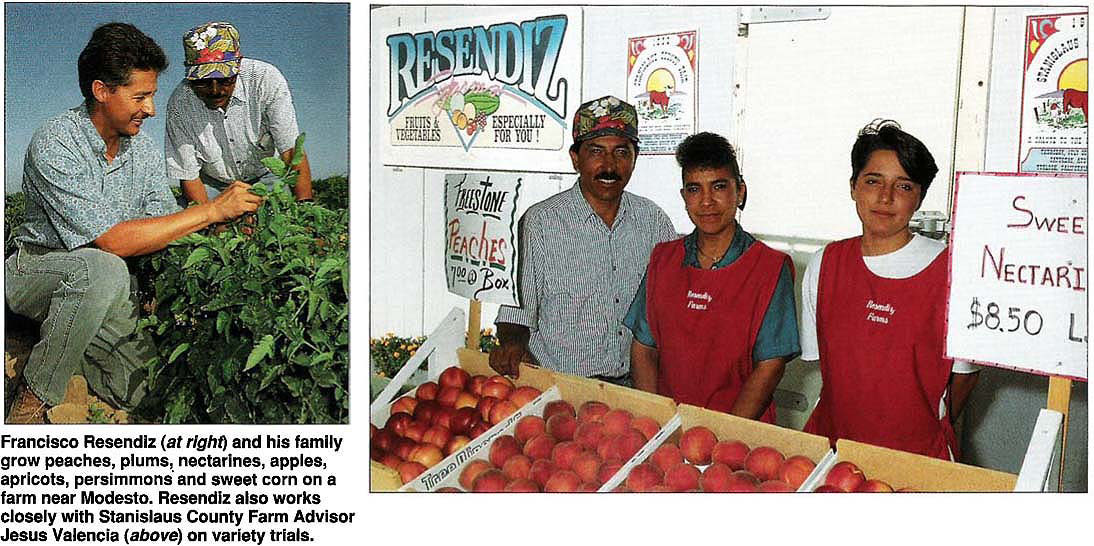 Francisco Resendiz (at right) and his family grow peaches, plums, nectarines, apples, apricots, persimmons and sweet corn on a farm near Modesto. Resendiz also works closely with Stanislaus County Farm Advisor Jesus Valencia (above) on variety trials.