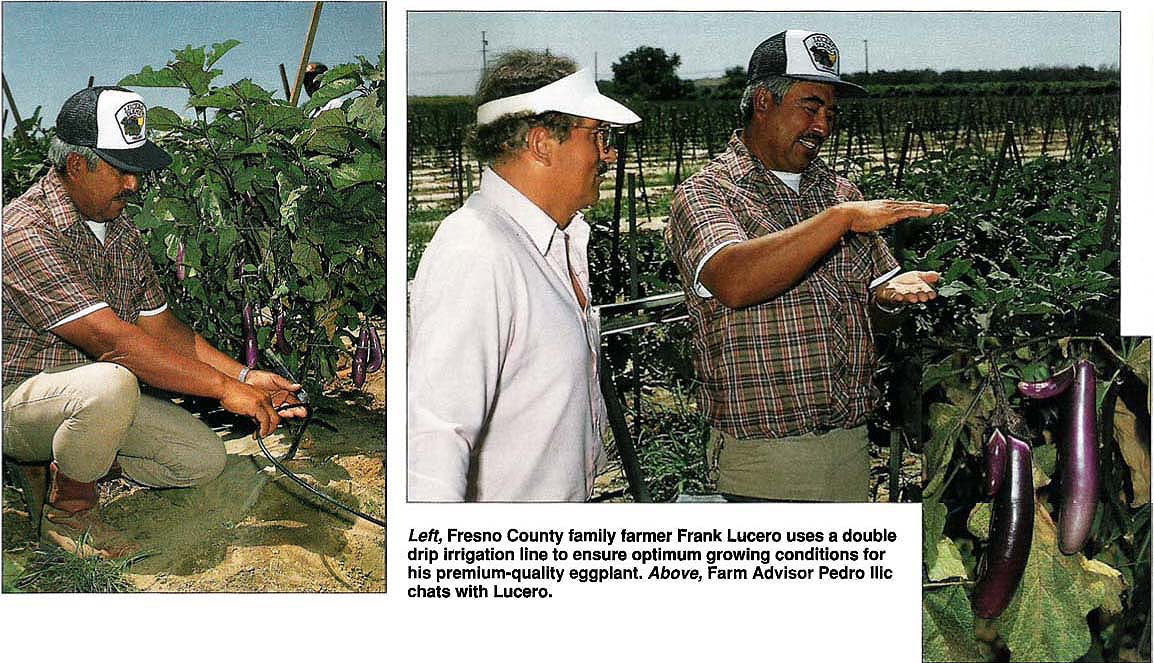Fresno County family farmer Frank Lucero uses a double drip irrigation line to ensure optimum growing conditions for his premium-quality eggplant. Above, Farm Advisor Pedro Ilic chats with Lucero.