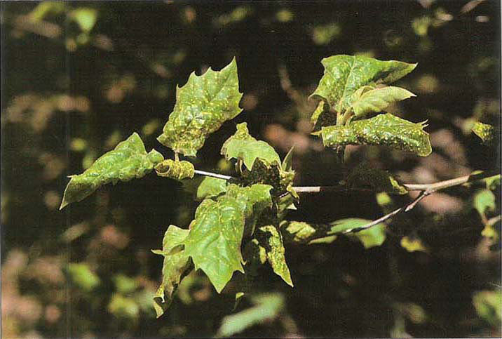 Sycamore scale infestation on untreated trees is seen here.