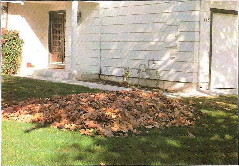 Leaves were piled in midsummer after they dropped from trees infested by the sycamore scale.