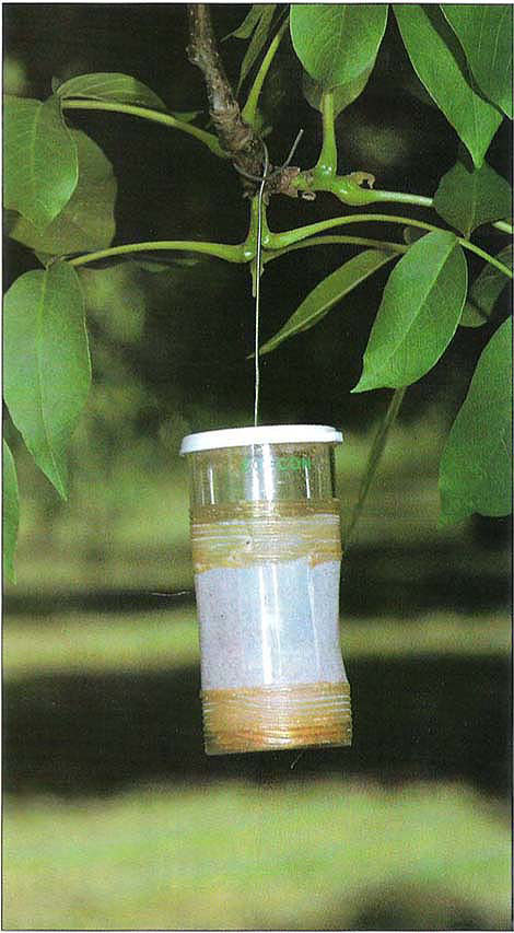 Naval orangeworm trap in walnut orchard.