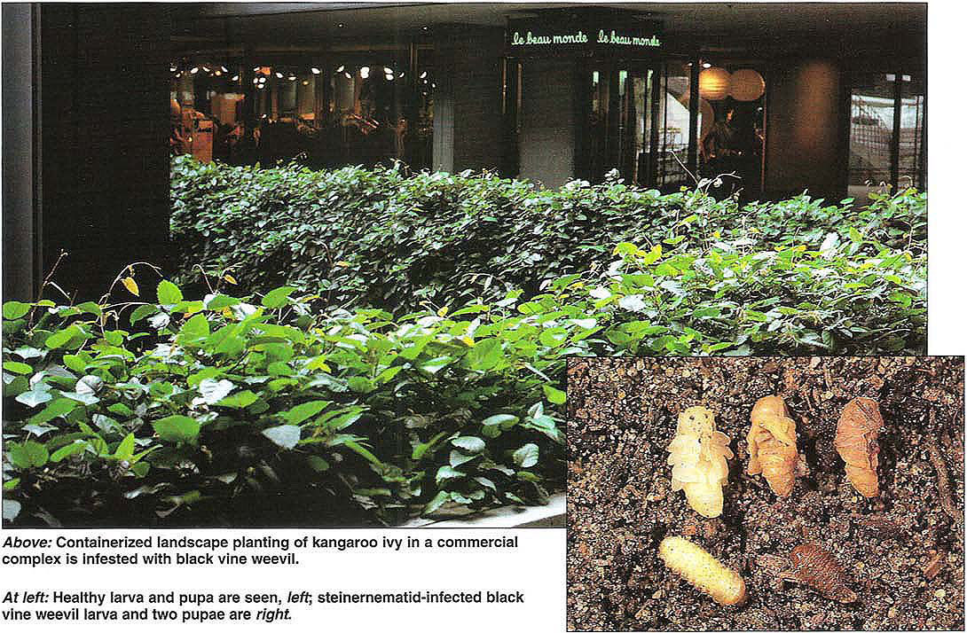 Above: Containerized landscape planting of kangaroo ivy in a commercial complex is infested with black vine weevil. At left: Healthy larva and pupa are seen, left;steinernematid-infected black vine weevil larva and two pupae are right.