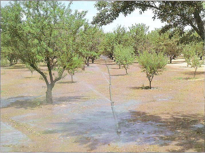 Almond orchard being irrigated with sprinklers.