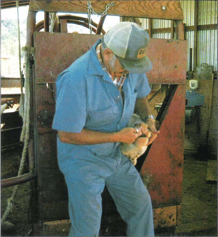 Left: Charles Wilson administers copper needles in pellet form to one of 120 beef heifers used in the study.
