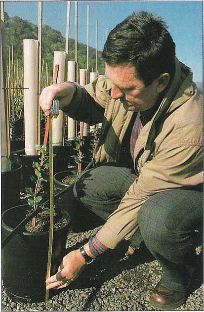 Physical setup of the treeshelter experiment (February 1990) showing the initial height of Quercus ilex.