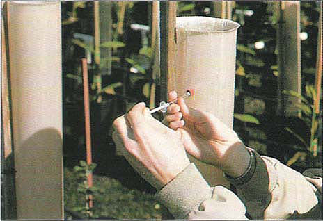 Gas sampling inside of the treeshelter with a 1-ml syringe through the septum.