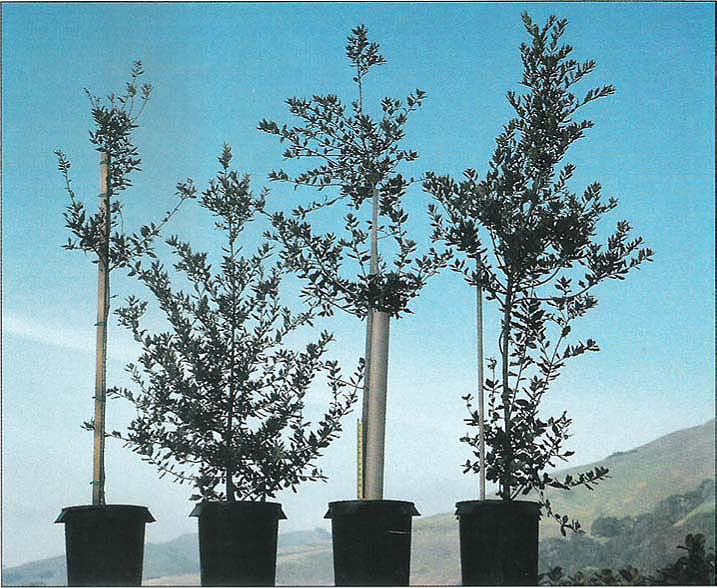 Growth response from February 1990 to January 1992 of Quercus ilex trees grown with a stake (first left), without (second left), with a treeshelter (third left), with a treeshelter the first year and without a treeshelter the second year (fourth left). Tape measure shows the initial height of trees.