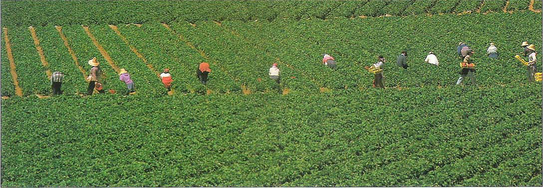 Farmworkers harvest strawberries.