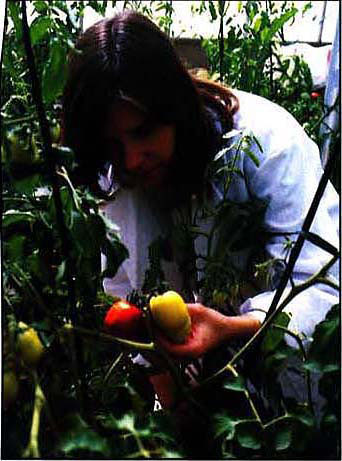 Tomato resistance to bacterial speck disease is under study at UC.