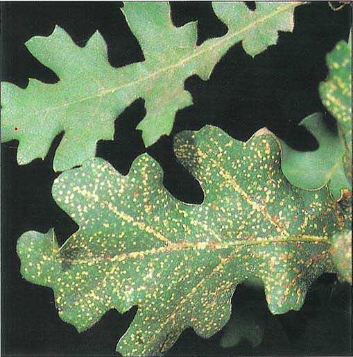 Oak leaf phylloxera insect close-up.