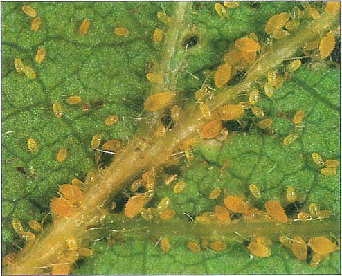 Oak leaf phylloxera, damaged versus undamaged leaf. Photo by Jack Kelly Clark
