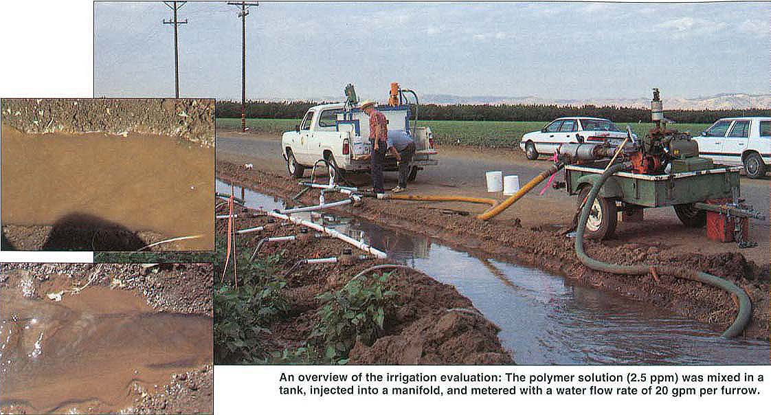 Top, untreated water contained suspended material, which appeared dark brown in color. Below, polymer-treated water flocculated the suspended material causing floccules to settle out and resulting in water clarity. An overview of the irrigation evaluation: The polymer solution (2.5 ppm) was mixed in a tank, injected into a manifold, and metered with a water flow rate of 20 gpm per furrow.