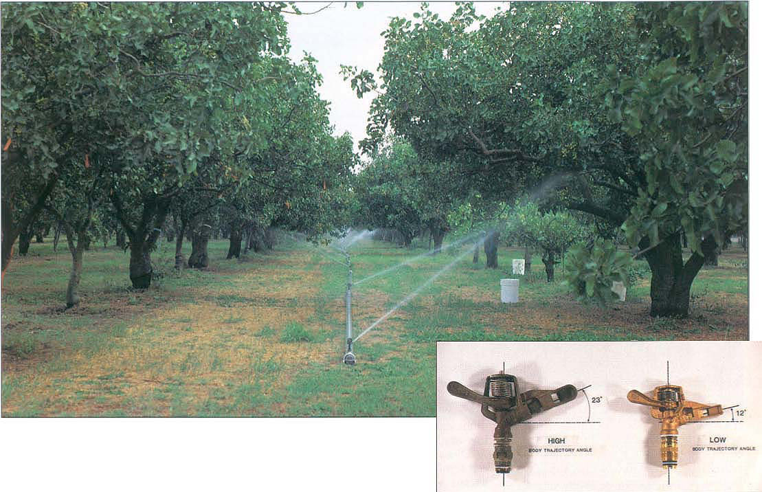Pistachio trees irrigated by high- and low-angled sprinklers on the same irrigation line in the Butte County trial. The experimental plot in the Butte County orchard included 84 trees, half of which were irrigated by high-angled (23°) sprinklers (left) and half of which were irrigated by low-angled (12°) sprinklers (right). (These are Rainbird 29BT, 3.2 mm nozzle, and Rainbird M20H, 3.2 mm nozzle sprinklers, respectively). 