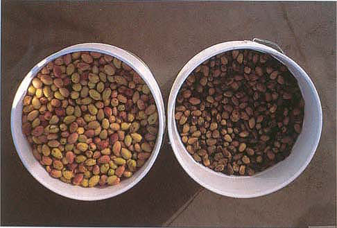 Fruit samples collected from blocks irrigated with low-angled sprinklers (left) and fruit from blocks irrigated with high-angled sprinklers (right).