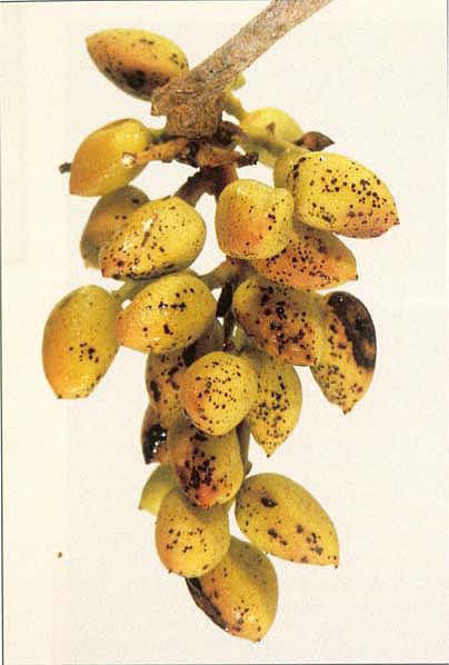Symptoms (small black lesions on epicarp) of Botryosphaeria disease on pistachio immature fruit.