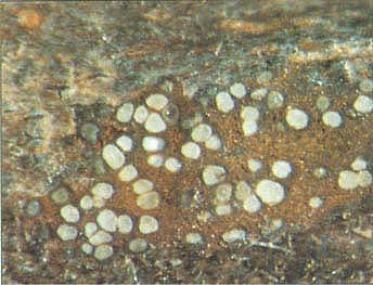 A longitudinal section along a pistachio rachis reveals the pycnidia (white dots) of Botryosphaeria dothidea.