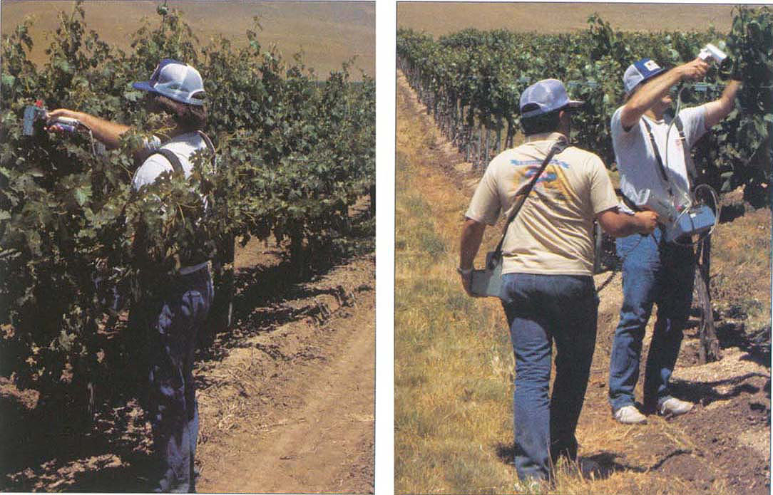 Water status of grapevines was measured in May 1990. Vine vigor differences are apparent between the clean cultivated plots (left) and Berber cover plots (right).