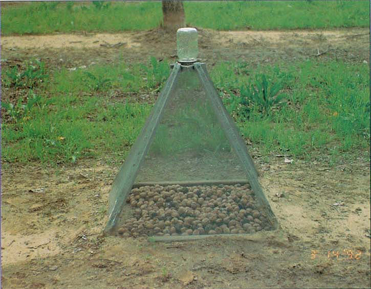 Trap apparatus for collecting emerging navel orangeworms (berm treatment).