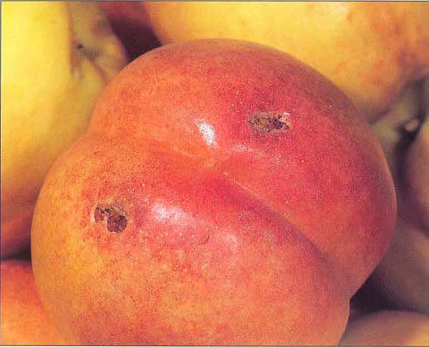Peach twig borer damage on nectarine.