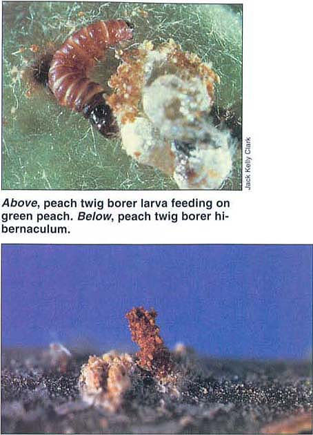 Above, peach twig borer larva feeding on green peach. Below, peach twig borer hibernaculum.