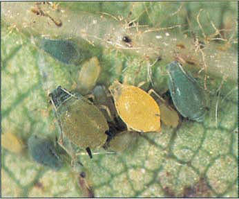 Adults and nymphs of the cotton aphid, Aphis gossypii.