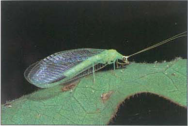Adult predatory green lacewing.