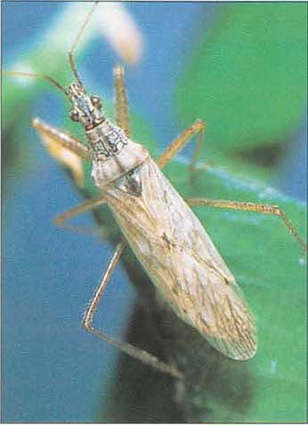 Adult damsel bug, Nabis sp. Damsel bugs were found to be major predators of lacewing larvae.