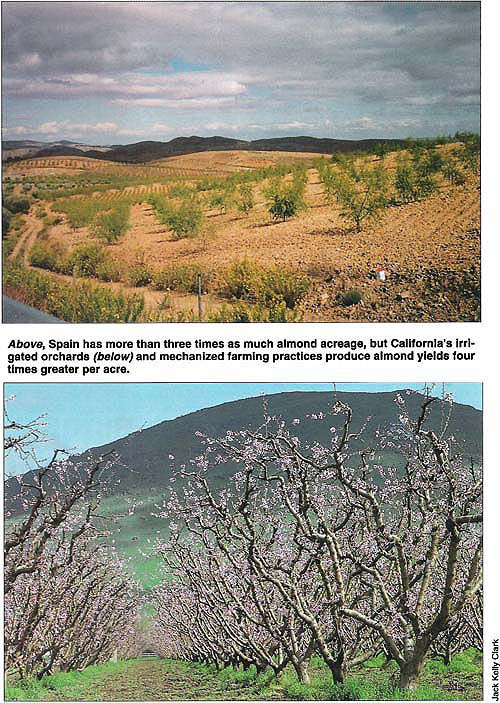 Above, Spain has more than three times as much almond acreage, but California's irrigated orchards (below) and mechanized farming practices produce almond yields four times greater per acre.