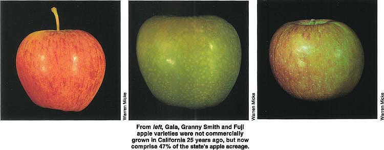 From left, Gala, Granny Smith and Fuji apple varieties were not commercially grown in California 25 years ago, but now comprise 47% of the state's apple acreage.