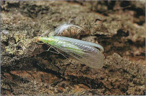 Natural lacewing populations are important because each adult can lay over 1,000 eggs.