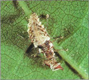 Chrysoperla comanche feeding on a fifth instar variegated leafhopper.