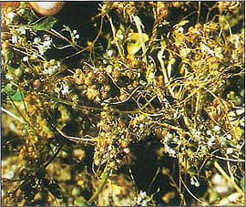 Dodder is a prolific seed producer with three or four seeds in each capsule. Burning at the end of the season was found to reduce dodder seed viability by more than 99%.