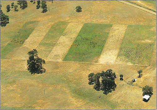 At Arrowhead Ranch in Colusa County, July 1992, paddocks 2, 4 and 7 (left to right) show the effects of cattle grazing on removal of yellow starthistle. The other paddocks (controls), characterized by green vegetation, are dominated by yellow starthistle. The darker green clumps are hardinggrass. The area outside of the experimental paddocks is continuously grazed during spring and summer and also shows starthistle reduced by cattle grazing.