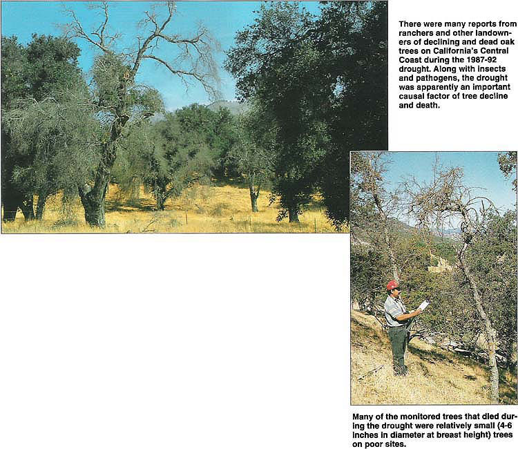 There were many reports from ranchers and other landowners of declining and dead oak trees on California's Central Coast during the 1987–92 drought. Along with insects and pathogens, the drought was apparently an important causal factor of tree decline and death. Many of the monitored trees that died during the drought were relatively small (4–6 inches in diameter at breast height) trees on poor sites.