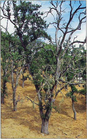 In some cases, dieback of monitored trees did not occur over the entire tree. Here, a large branch of a valley oak tree has died; the valley oak behind it also died during the drought.