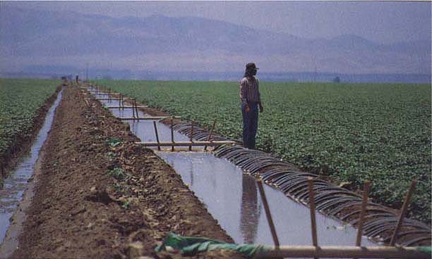 Furrow irrigation, using siphon tubes and earthen head ditches and tailwater ditches, is the most common method of irrigating field crops in the San Joaquin Valley. Its operation requires only one irrigator.