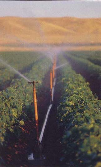 Sprinklers irrigating a cotton field on the west side of the San Joaquin Valley. It is possible to improve water distribution by using sprinklers, which also leach salts more uniformly through the soil profile.