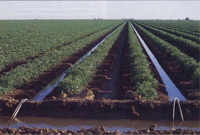 Tomatoes irrigated in every other furrow using siphon tubes and an earthen head ditch.