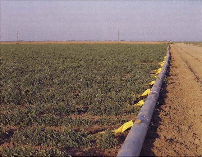 Tomatoes irrigated using gated pipe with erosion socks. Gated pipe irrigation systems have a higher capital cost, but reduce the seepage losses that occur in earthen head ditches.