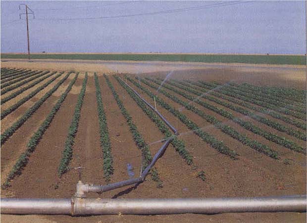 Young cotton plants irrigated with sprinklers. Sprinkler systems require significantly more labor than surface irrigation methods because the sprinkler lines must be moved at regular intervals to irrigate large fields.