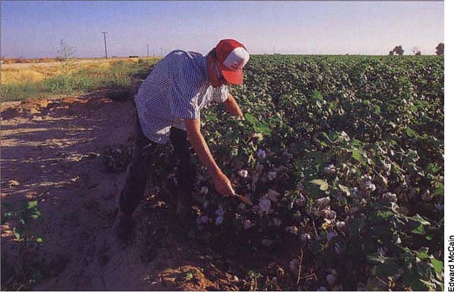 Left, seasonal biologist Howard Jencks collects adult whiteflies from a cotton field to monitor for insecticide resistance.