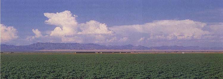 Above, cotton production in the Imperial Valley has improved significantly since the first outbreak of silverleaf whiteflies in 1991. A cooperative program for monitoring insecticide resistance has helped to confirm that many insecticides remain highly effective against whiteflies.