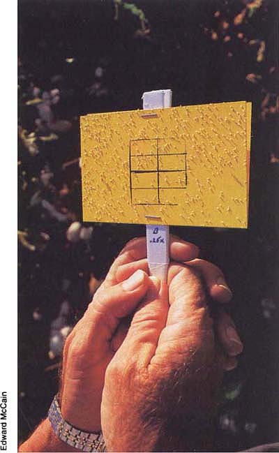 Adult whiteflies on a yellow sticky card treated with insecticide.