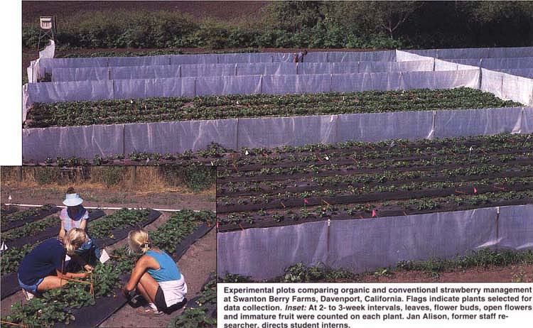 Experimental plots comparing organic and conventional strawberry management at Swanton Berry Farms, Davenport, California. Flags indicate plants selected for data collection. Inset: At 2- to 3-week intervals, leaves, flower buds, open flowers and immature fruit were counted on each plant. Jan Alison, former staff researcher, directs student interns.