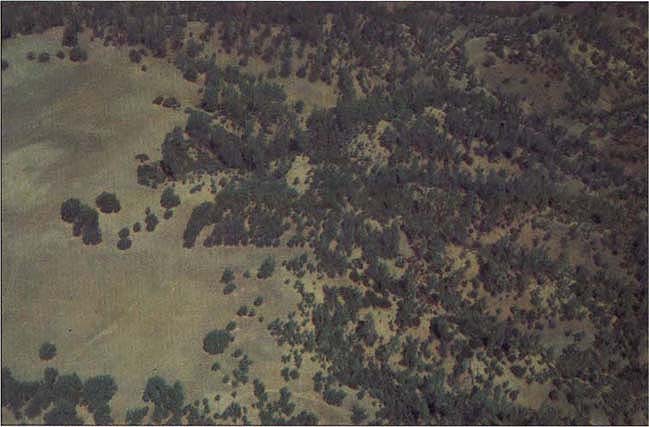 Aerial reconnaissance was carried out to evaluate preharvest and postharvest oak canopy between 1988 and 1992.