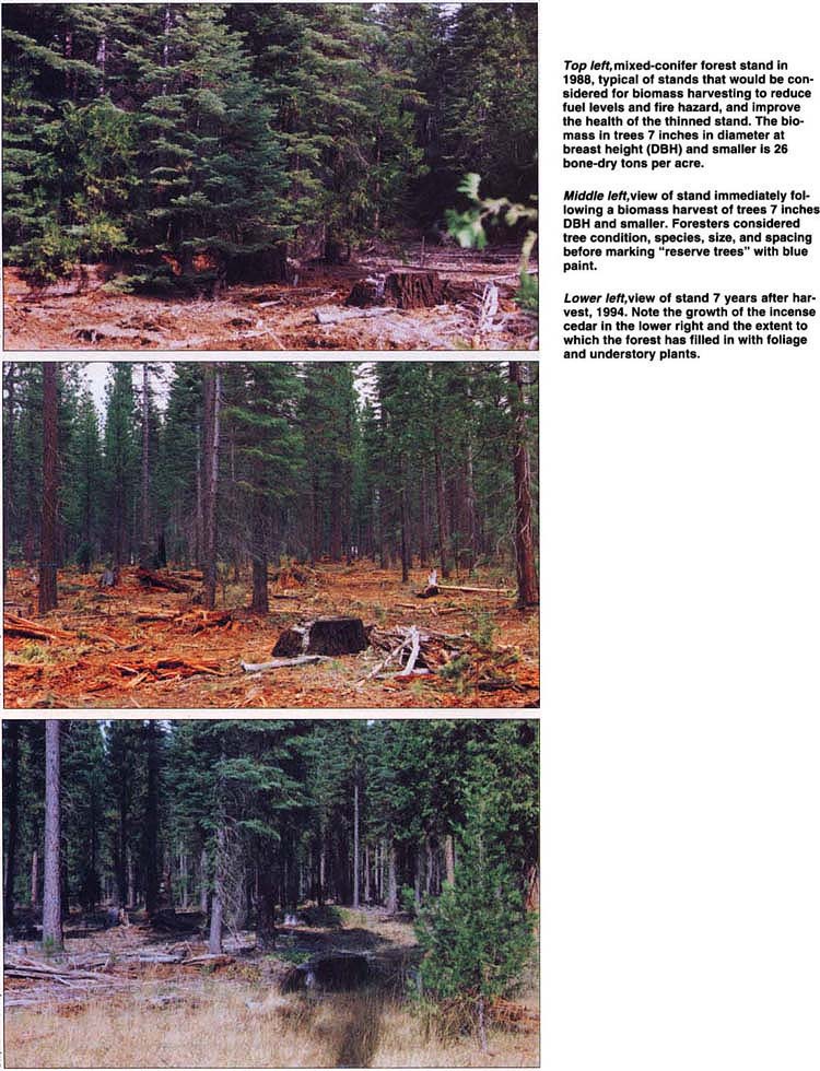 Top left, mixed-conifer forest stand in 1988, typical of stands that would be considered for biomass harvesting to reduce fuel levels and fire hazard, and improve the health of the thinned stand. The biomass in trees 7 inches in diameter at breast height (DBH) and smaller is 26 bone-dry tons per acre. Middle left, view of stand immediately following a biomass harvest of trees 7 inches DBH and smaller. Foresters considered tree condition, species, size, and spacing before marking “reserve trees” with blue paint. Lower left, view of stand 7 years after harvest, 1994. Note the growth of the incense cedar in the lower right and the extent to which the forest has filled in with foliage and understory plants. 