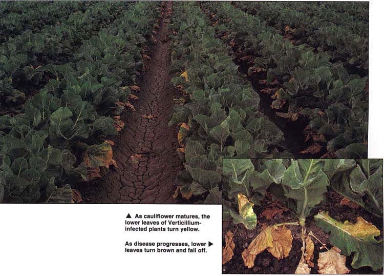 As cauliflower matures, the lower leaves of Verticillium-infected plants turn yellow. As disease progresses, lower leaves turn brown and fall off. 